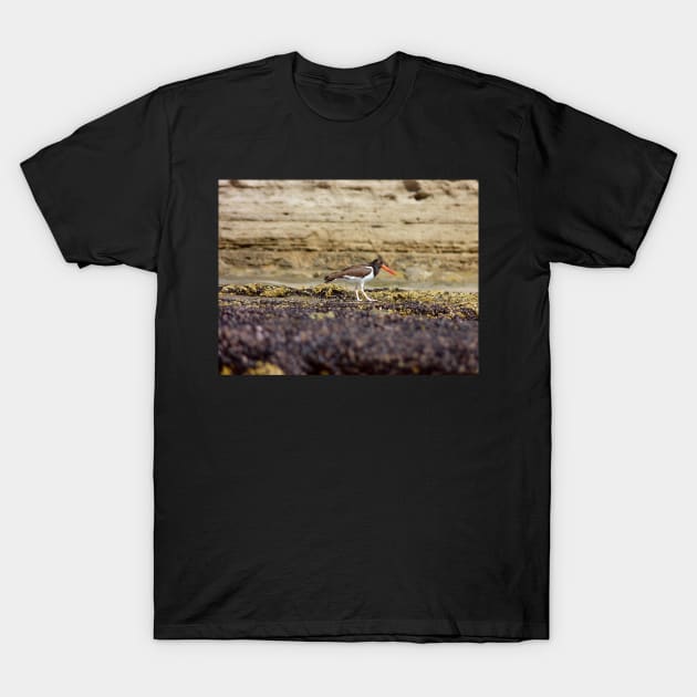 Oystercatcher walking on the seashore T-Shirt by FollowHedgehog